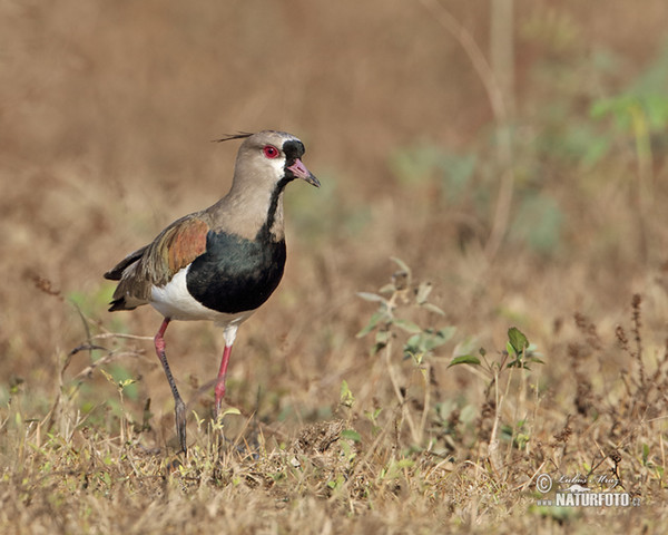 Čejka jihoamerická (Vanellus chilensis)