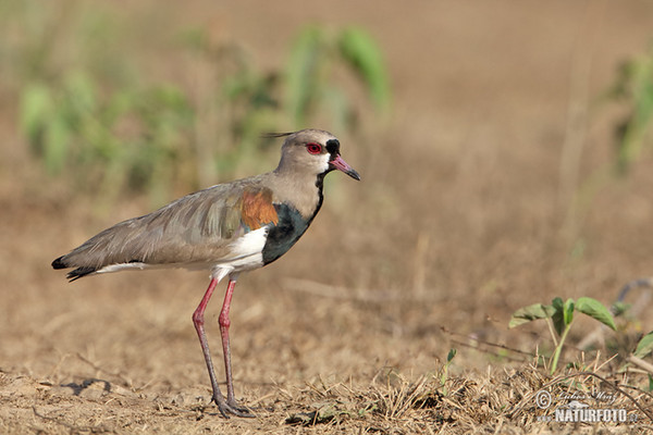 Čejka jihoamerická (Vanellus chilensis)