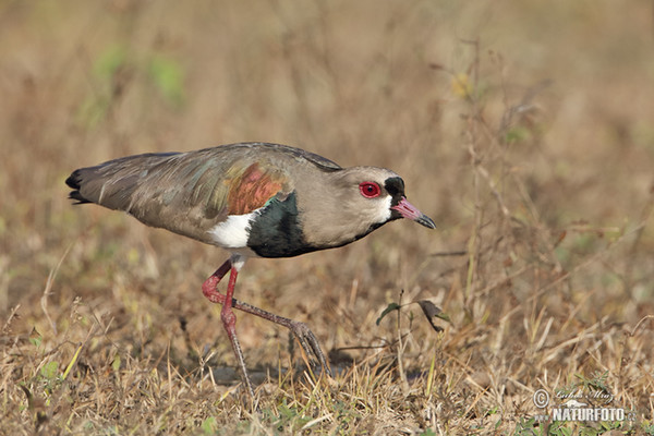 Čejka jihoamerická (Vanellus chilensis)