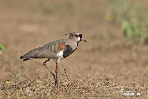 Čejka jihoamerická (Vanellus chilensis)