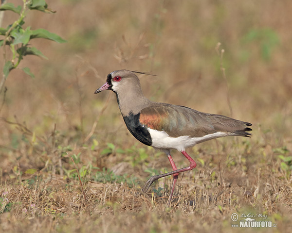 Čejka jihoamerická (Vanellus chilensis)