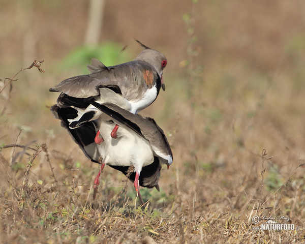 Čejka jihoamerická (Vanellus chilensis)