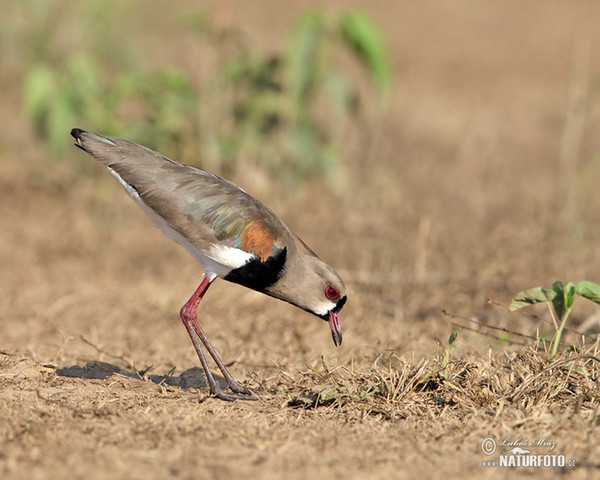 Čejka jihoamerická (Vanellus chilensis)