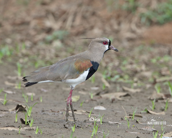 Čejka jihoamerická (Vanellus chilensis)