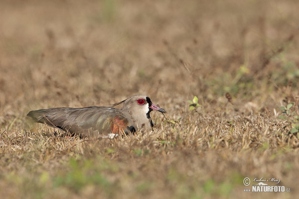 Čejka jihoamerická (Vanellus chilensis)