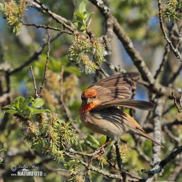 Červenák karmínový (Carpodacus erythrinus)