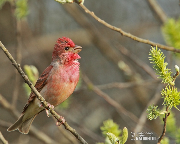 Červenák karmínový (Carpodacus erythrinus)