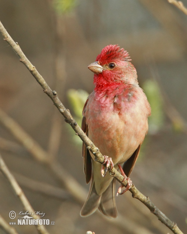 Červenák karmínový (Carpodacus erythrinus)