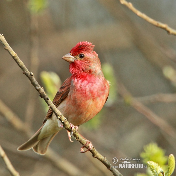 Červenák karmínový (Carpodacus erythrinus)