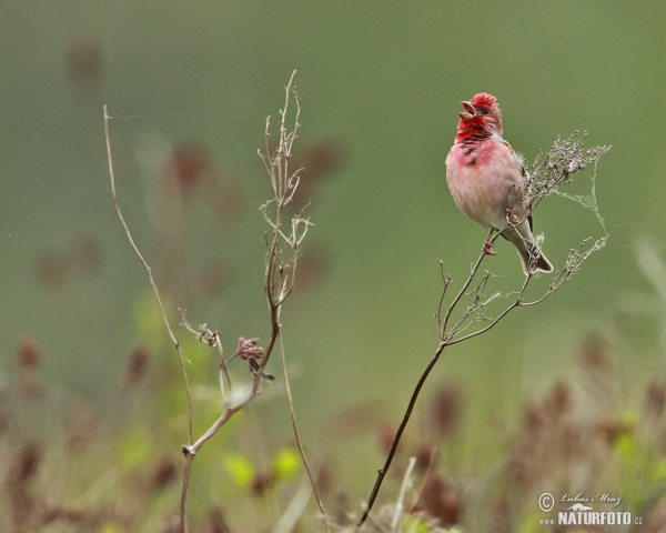 Červenák karmínový (Carpodacus erythrinus)