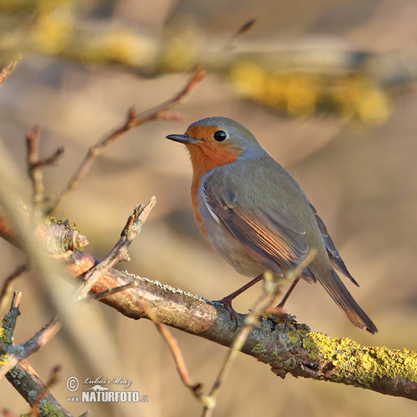 Červenka obecná (Erithacus rubecula)