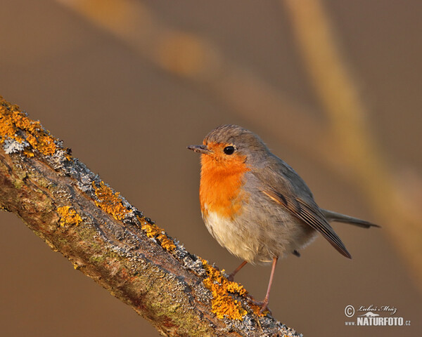 Červenka obecná (Erithacus rubecula)