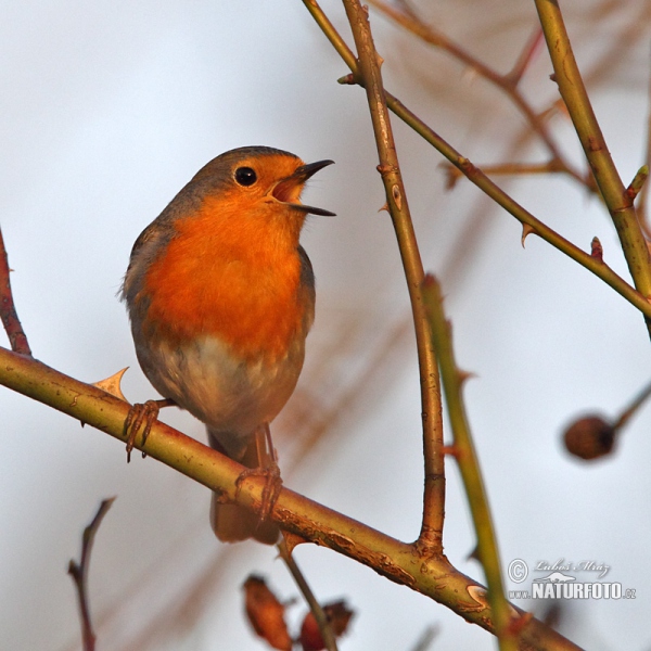 Červenka obecná (Erithacus rubecula)