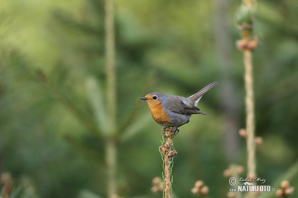 Červenka obecná (Erithacus rubecula)