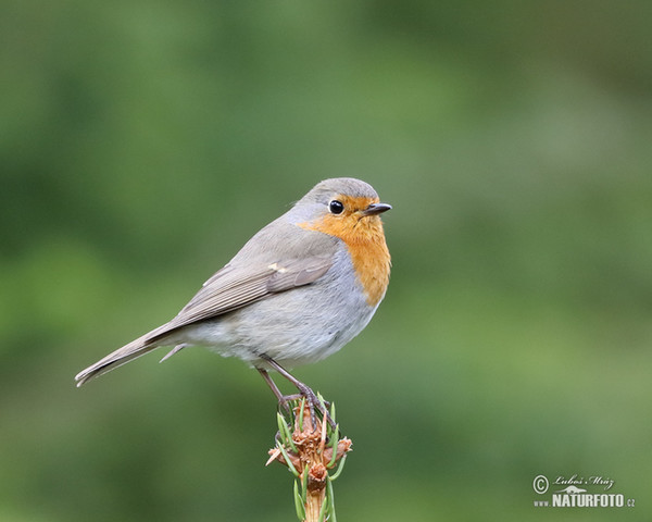 Červenka obecná (Erithacus rubecula)