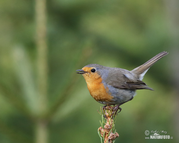 Červenka obecná (Erithacus rubecula)