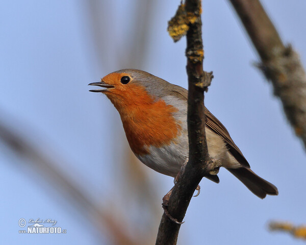 Červenka obecná (Erithacus rubecula)