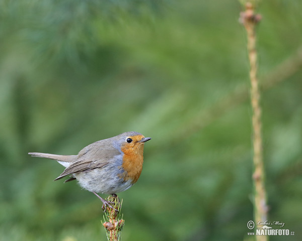 Červenka obecná (Erithacus rubecula)