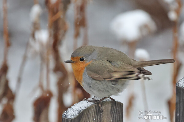 Červenka obecná (Erithacus rubecula)