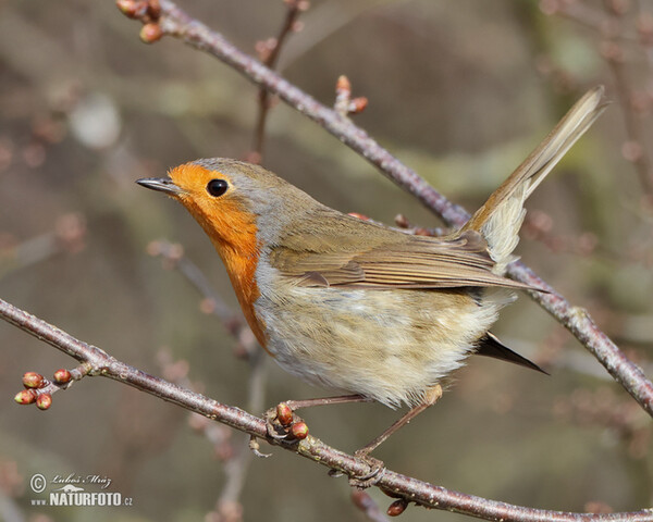 Červenka obecná (Erithacus rubecula)