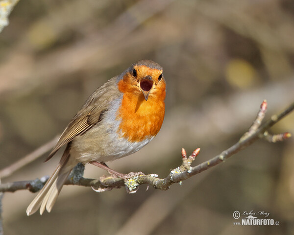 Červenka obecná (Erithacus rubecula)