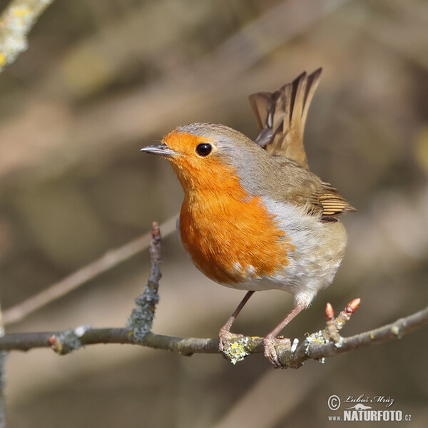 Červenka obecná (Erithacus rubecula)