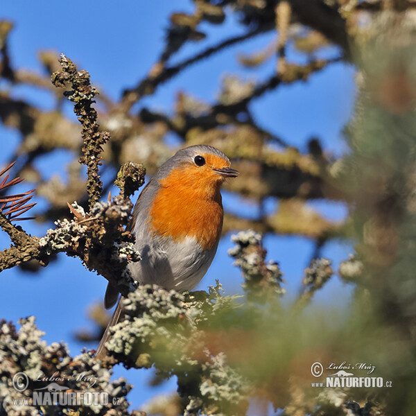 Červenka obecná (Erithacus rubecula)