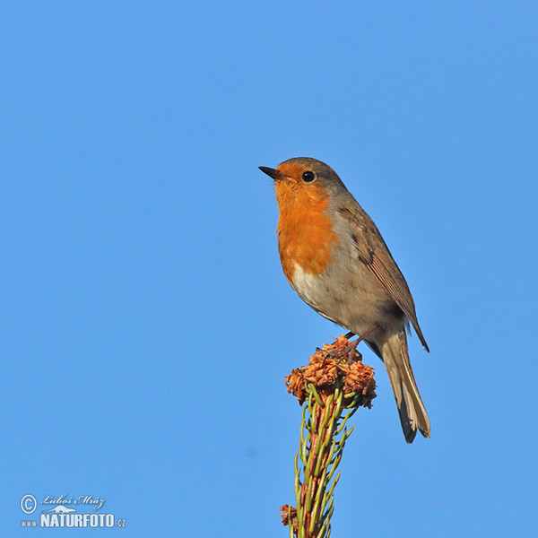 Červenka obecná (Erithacus rubecula)