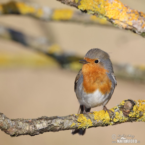 Červenka obecná (Erithacus rubecula)