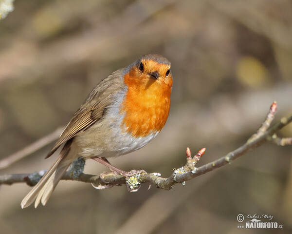 Červenka obecná (Erithacus rubecula)