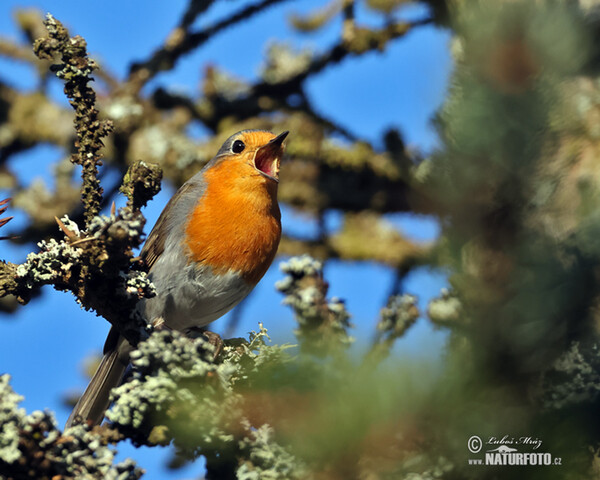 Červenka obecná (Erithacus rubecula)