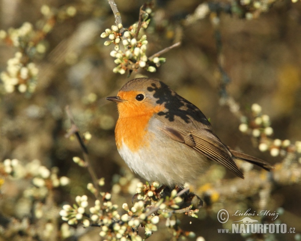 Červenka obecná (Erithacus rubecula)