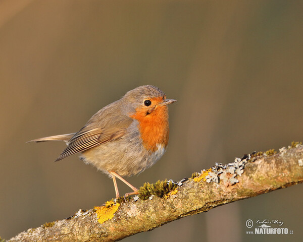 Červenka obecná (Erithacus rubecula)