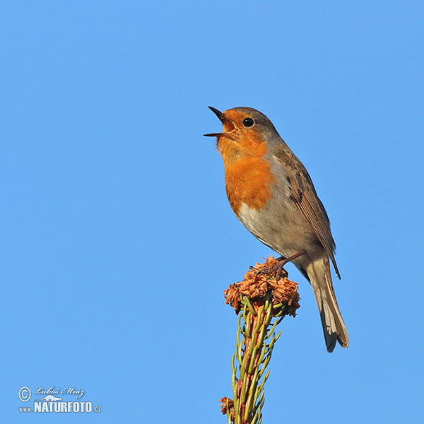 Červenka obecná (Erithacus rubecula)