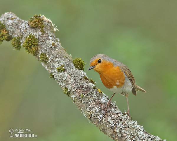 Červenka obecná (Erithacus rubecula)