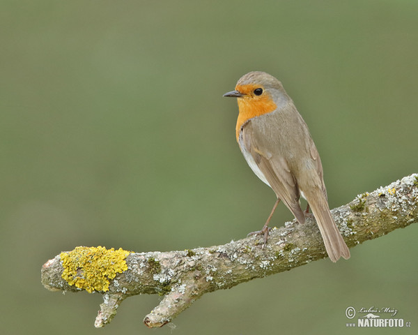 Červenka obecná (Erithacus rubecula)