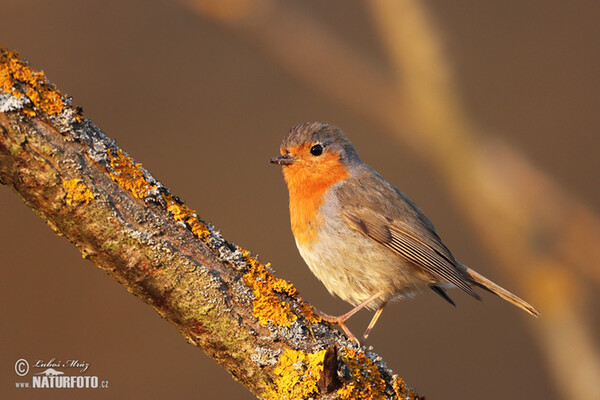 Červenka obecná (Erithacus rubecula)