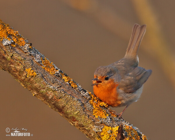 Červenka obecná (Erithacus rubecula)