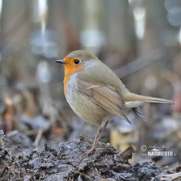 Červenka obecná (Erithacus rubecula)