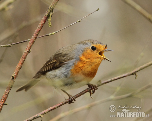 Červienka obyčajná (Erithacus rubecula)