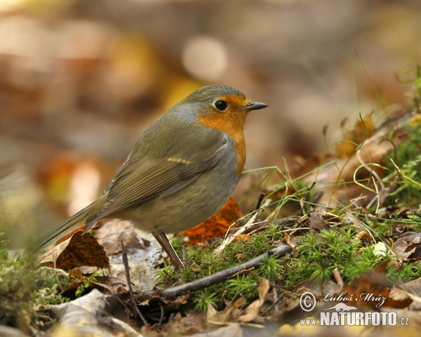 Červienka obyčajná (Erithacus rubecula)