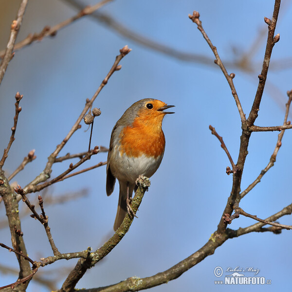 Červienka obyčajná (Erithacus rubecula)