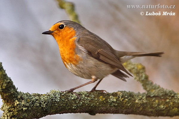 Červienka obyčajná (Erithacus rubecula)