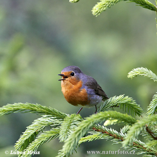 Červienka obyčajná (Erithacus rubecula)