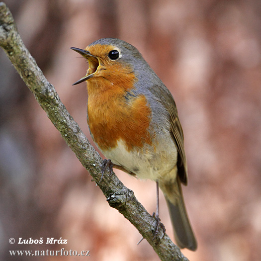 Červienka obyčajná (Erithacus rubecula)