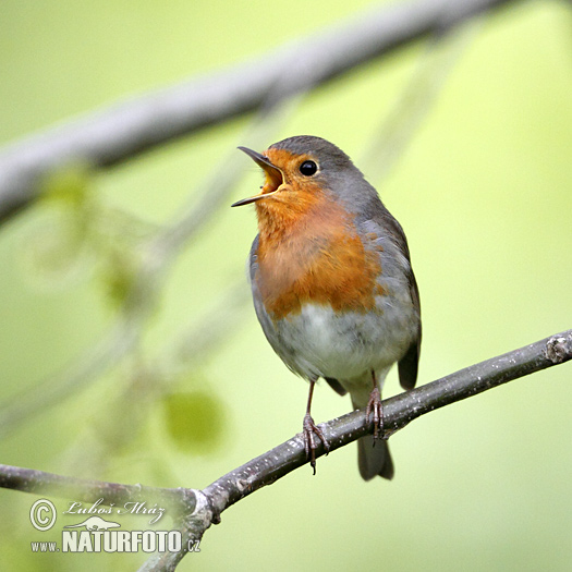 Červienka obyčajná (Erithacus rubecula)