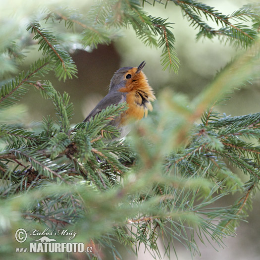 Červienka obyčajná (Erithacus rubecula)