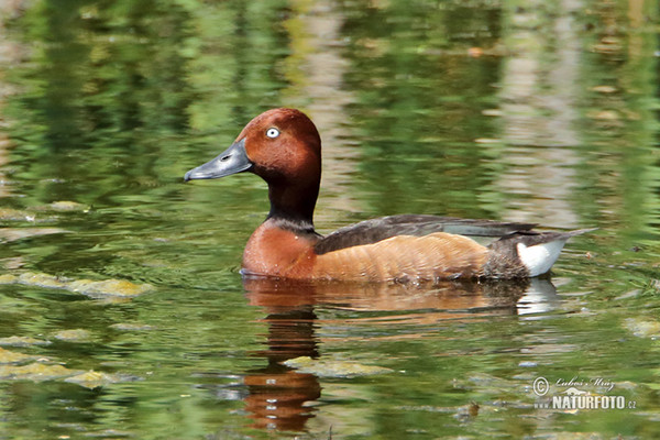 Chochlačka bielooká (Aythya nyroca)