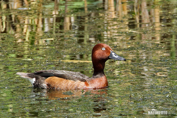 Chochlačka bielooká (Aythya nyroca)