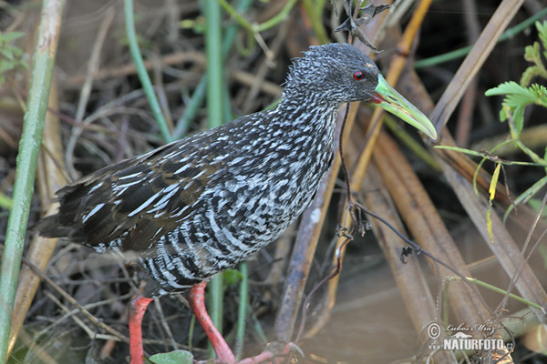 Chřástal skvrnitý (Pardirallus maculatus)